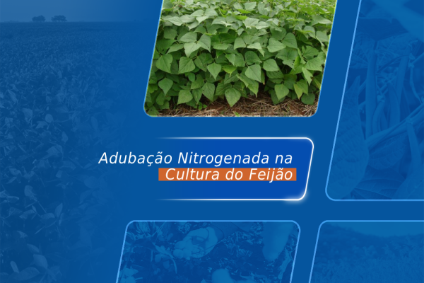 Feijão: Adubação Nitrogenada Baseada em Dados